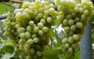 виноград мускат московский — описание сорта