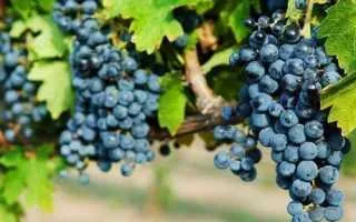 виноград алиберне — описание сорта
