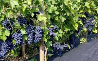 виноград назели — описание сорта