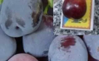 виноград блэк глоуб — описание сорта