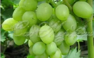 виноград портос — описание сорта