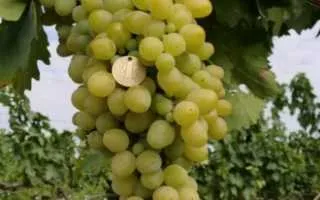виноград эврика — описание сорта