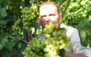 виноград медина — описание сорта