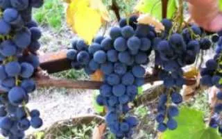 виноград золотая осень — описание сорта