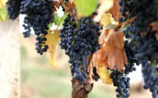 виноград александроули — описание сорта