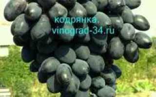 виноград ключевской — описание сорта
