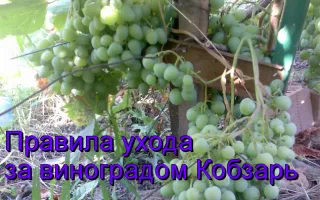 виноград кобзарь — описание сорта