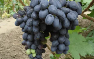 виноград сен лоран — описание сорта