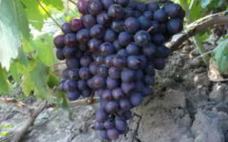 виноград мускат бухарестский — описание сорта