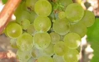виноград совиньон белый — описание сорта