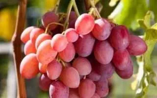 виноград розовая дымка — описание сорта