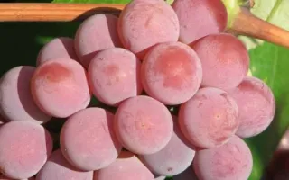 виноград мясистый розовый — описание сорта