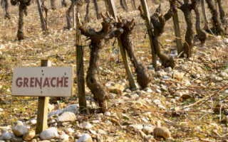 виноград гарнача тинта — описание сорта