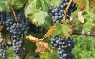 виноград дольчетто — описание сорта