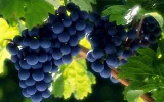 виноград альбильо крымский — описание сорта